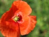 mohn